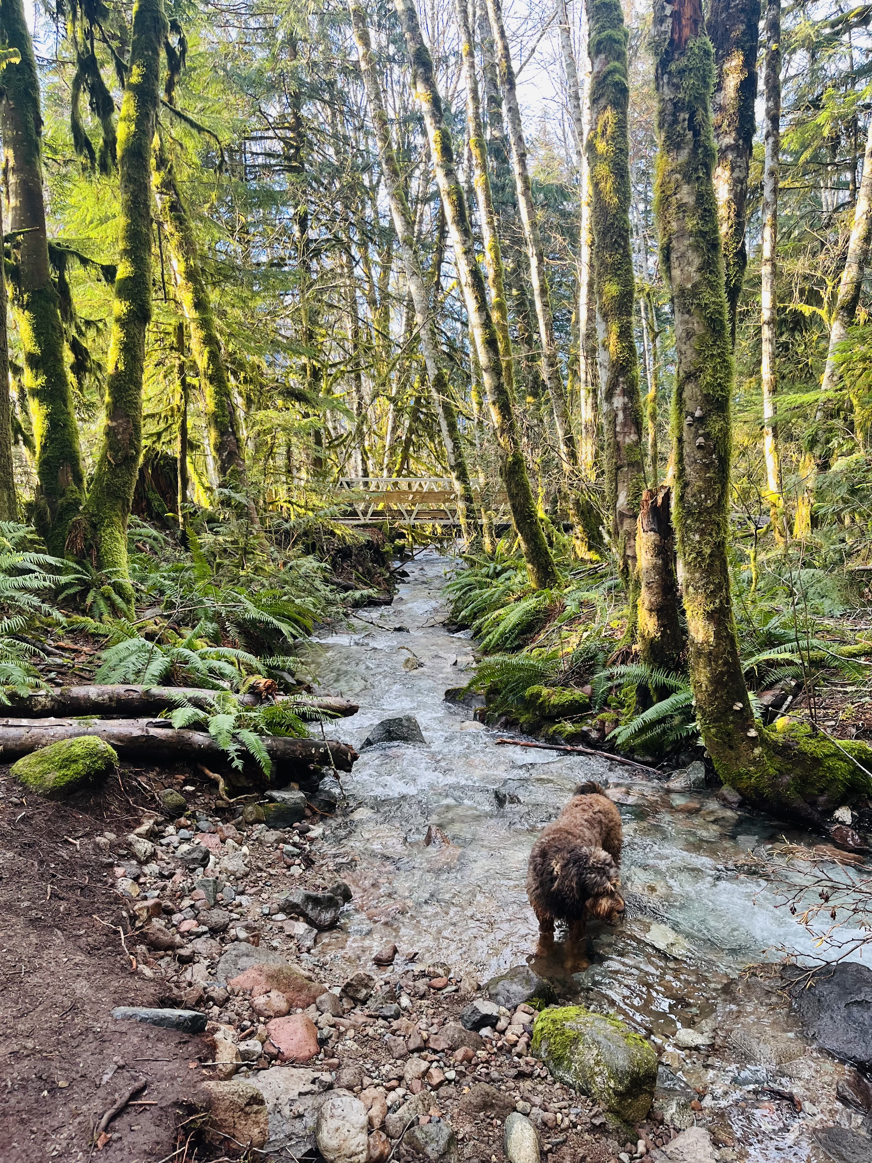 Mountain bike trails near Squamish